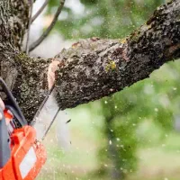 برش انواع درخت های مزاحم|خدمات باغبانی و درختکاری|کهنوج, |دیوار