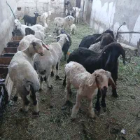 میش کیلو 450 بره 650