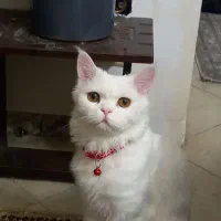 گربه پرشین اصیل