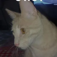 گربه گمشده