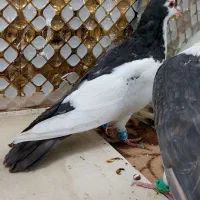 کبوترچپ|پرنده|مشهد, انصار|دیوار