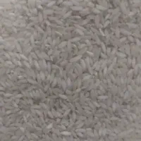 برنج و چلتک چمپای شهر میداوود