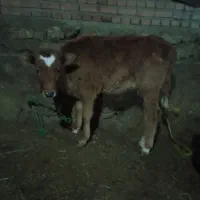 گوساله|حیوانات مزرعه|سلماس, |دیوار