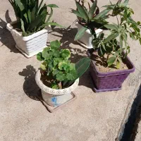 توافقی|گل و گیاه طبیعی|شاهین دژ, |دیوار
