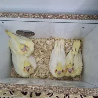 جوجه عروس هلندی لوتینو