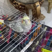 عروس هلندی نر به فروش میرسد