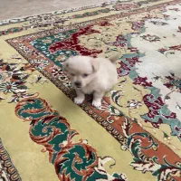 سگ پامر باهوش