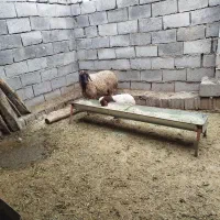 یک عدد شک س شیره بابره جوخور