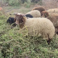 ۸عددبره۵تانر۳ماده خانگی پرگوشت سرحال