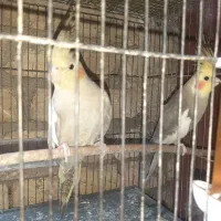 گم شده عروس هلندی