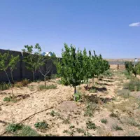 باغ باغچه زمین ۵۶۶ متری فروشی یا معاوضه با پژو۴۰۵|فروش زمین و ملک کلنگی|مشهد, عبادی|دیوار