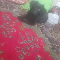 سگ خوبی هستش واس جابع جای
