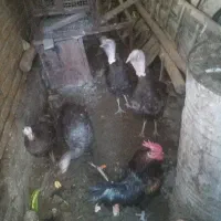 بوقلمون