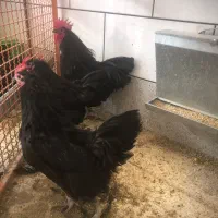 مرغ و خروس استرالوپ|حیوانات مزرعه|خمینیشهر, |دیوار