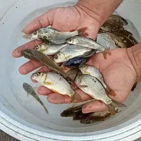 بچه ماهی کپور.امور.فیتی.بیگهد