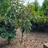 خانه باغ در منطقه آزاد انزلی،چپرپرد زمان|فروش خانه و ویلا|خشکبیجار, |دیوار