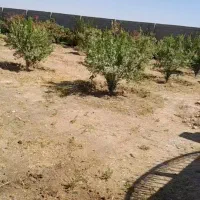 علف زنی باغ و باغچه|خدمات باغبانی و درختکاری|اندیمشک, |دیوار