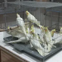 کوتوله و عروس رو‌جوجه