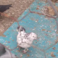 کبوتر سرور  ارکح