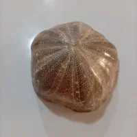 سنگ