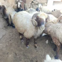 قوچ سرحال