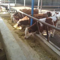 گوساله نر سیمنتال درجه یک|حیوانات مزرعه|کرج, فاز ۴ مهرشهر|دیوار