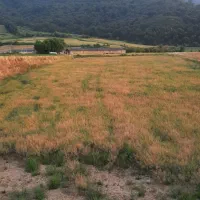 کاه کلزا پرس و کوبیده نرم