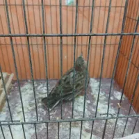 سهره خاکی|پرنده|محمدیه-قزوین, |دیوار