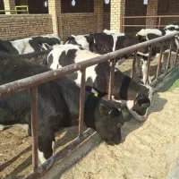 گوساله نر صنعتی