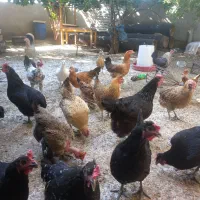 مرغ و خروس محلی