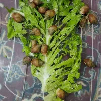 حلزون