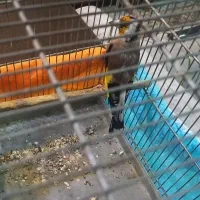 سهره جوجه قفس عروسک جفتی قواره دار|پرنده|ماهدشت, |دیوار