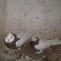 کبوتر|پرنده|بردسکن, |دیوار