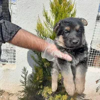 سگ ژرمن شپرد نگهبان شاخه شولاین|سگ|تهران, خلیج فارس|دیوار