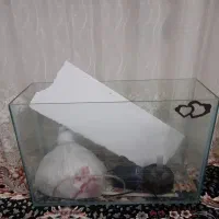 اکواریوم
