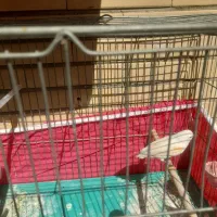 قناری نر و ماده رنگ روشن