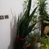 گل طبیعی|گل و گیاه طبیعی|شیراز, کفترک|دیوار