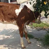 جنس خوب