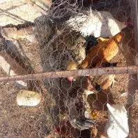 مرغ تخم گذار