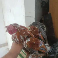 خروس گلین