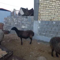 گوسفند|حیوانات مزرعه|جهرم, |دیوار