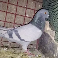 نر سبز عروسک