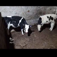 دوغ گوساله نره ماده