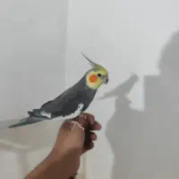 عروس هلندی|پرنده|اهواز, کمپلو جنوبی|دیوار