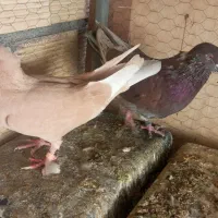 کبوتر