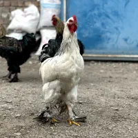 مرغ و خروس برهما امپراطور
