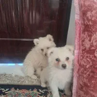 پامر اشتیتز گوش سیخ سفید خوشگل