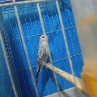 مرغ عشق مولد و دستی|پرنده|ایلام, |دیوار