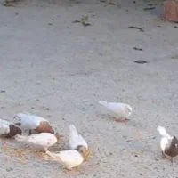 فروش کبوتررنگی فقط کله ای