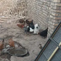 فروش مرغ و خروس محلی|حیوانات مزرعه|شال, |دیوار